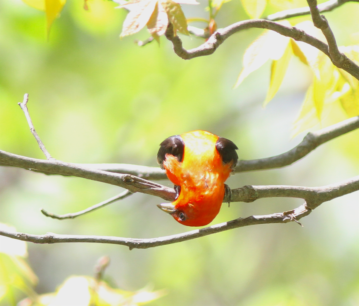 Scarlet Tanager - ML140843501