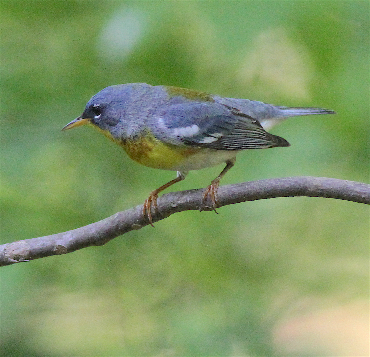 Kuzeyli Parula - ML140843581