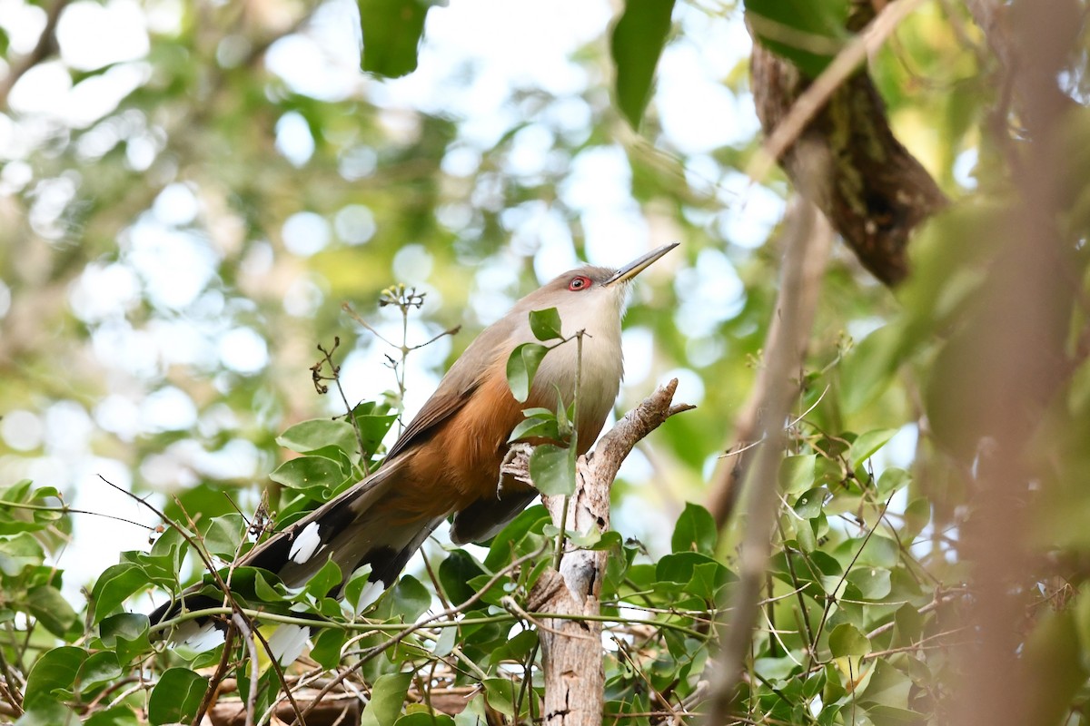 Puerto Rican Lizard-Cuckoo - Brandon Nidiffer