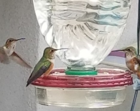 Anna's Hummingbird - ML140844891