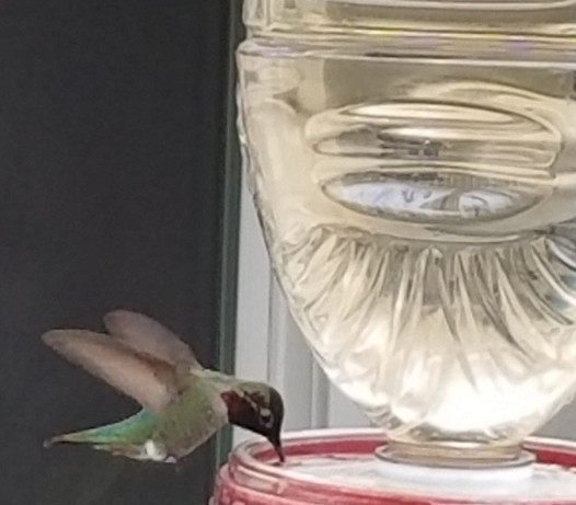 ub. kolibri (Trochilidae sp.) - ML140845101