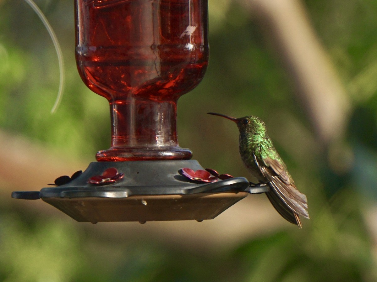 Rufous-tailed Hummingbird - Julia De La Fuente Caussin