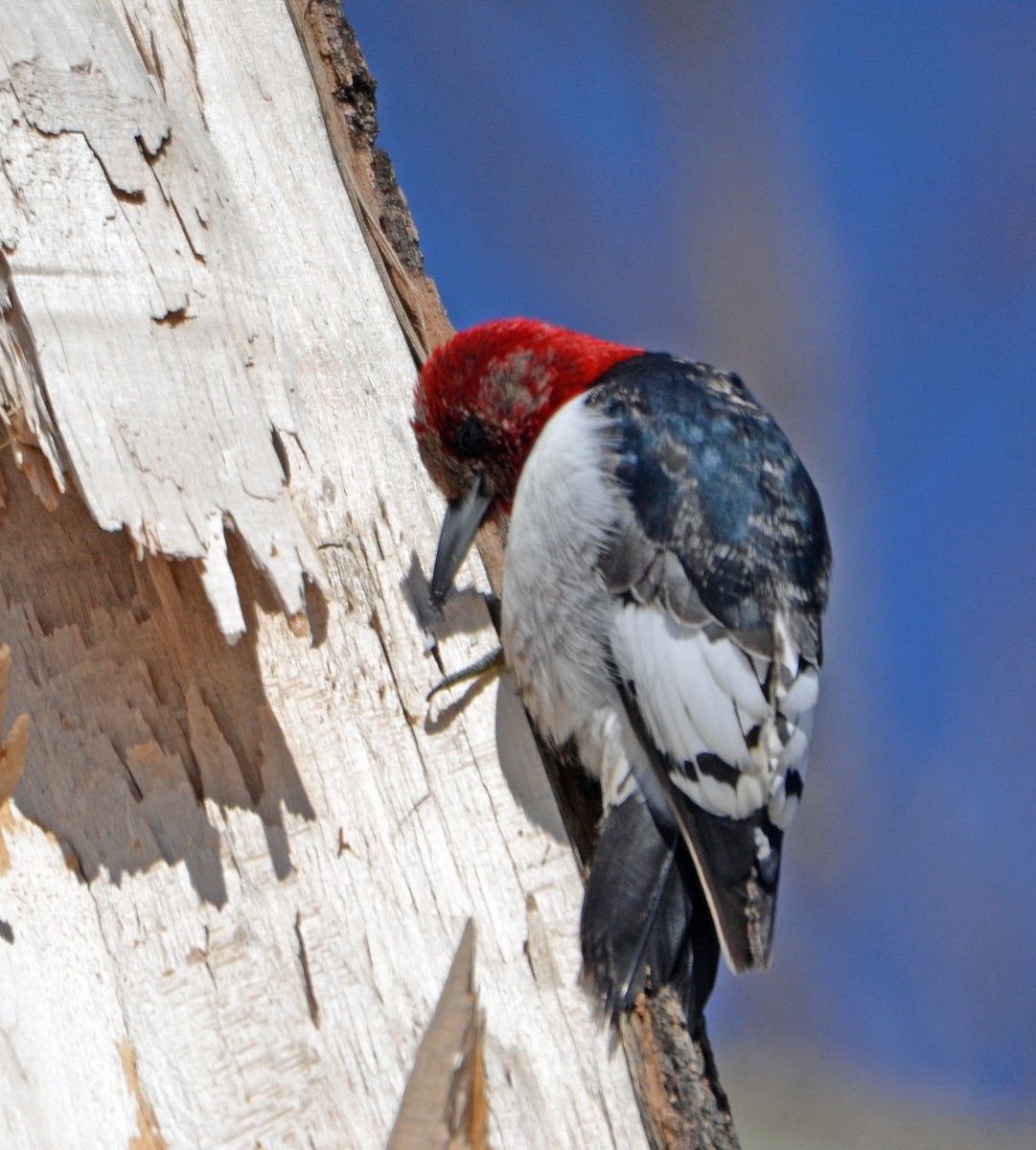 Red-headed Woodpecker - Michael J Good