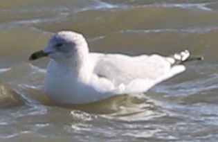 Ring-billed Gull - ML140846891