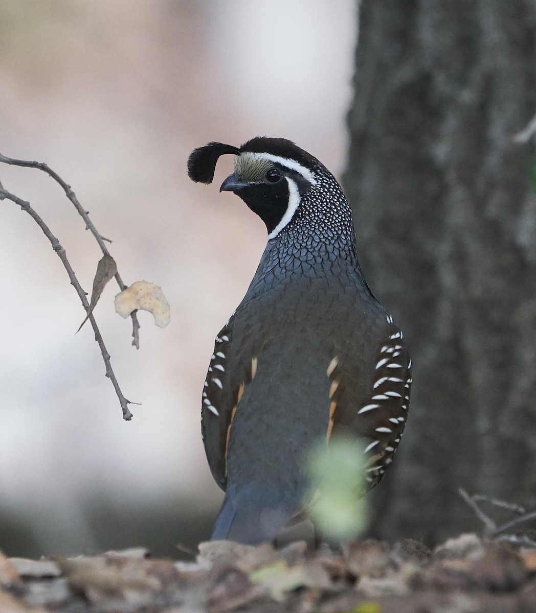 California Quail - ML140846951