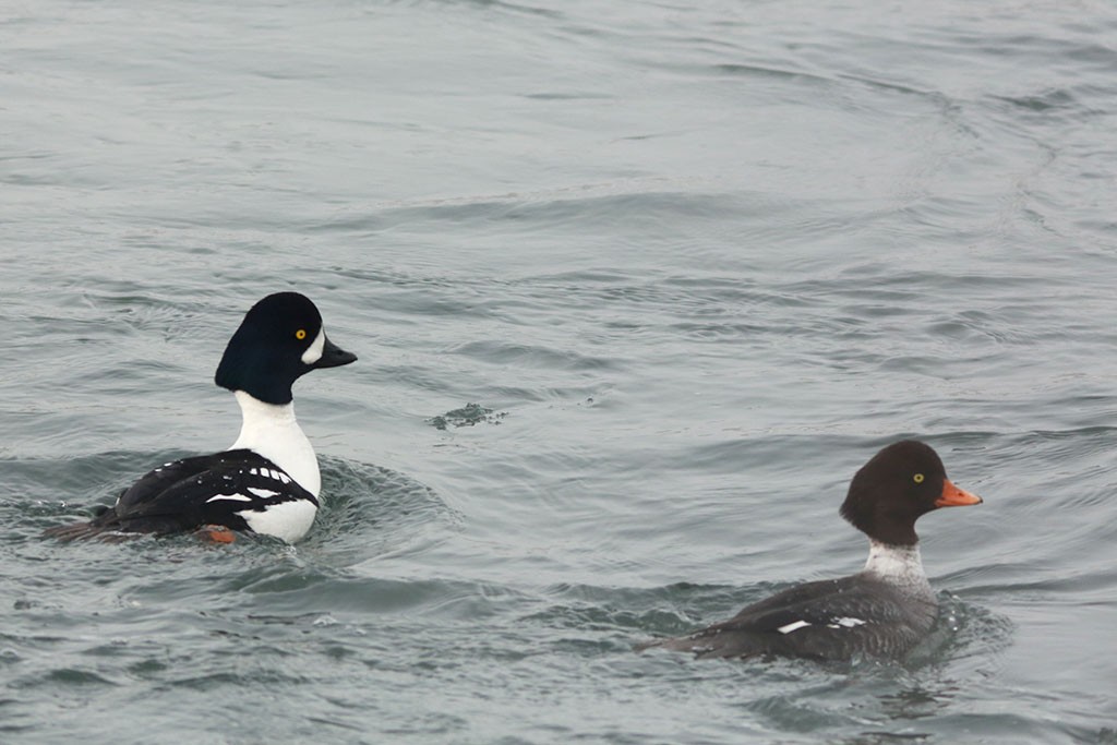 Barrow's Goldeneye - ML140847151