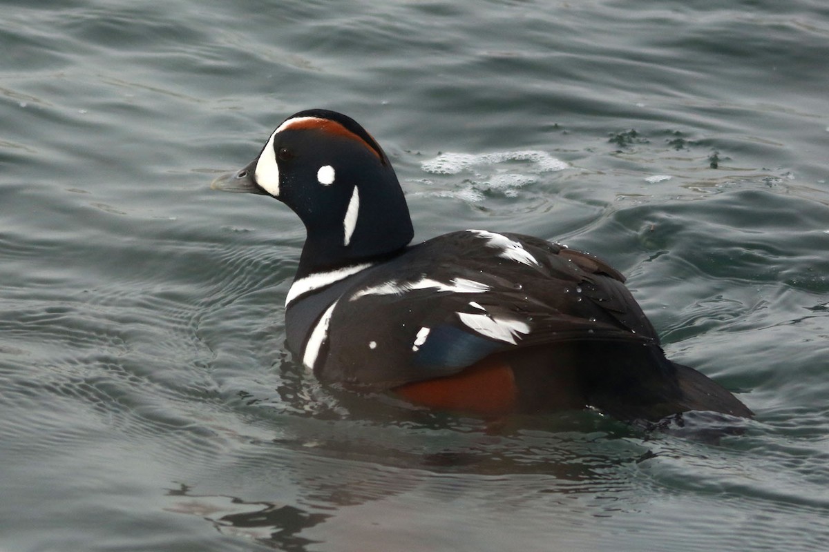 Harlequin Duck - ML140847331