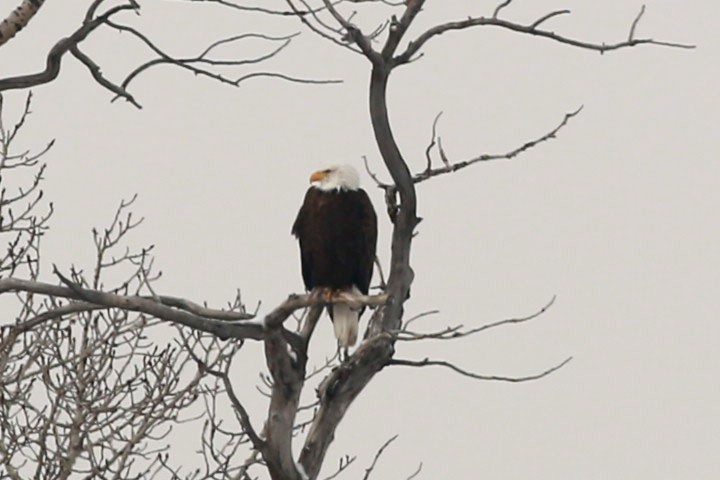 Bald Eagle - ML140847561