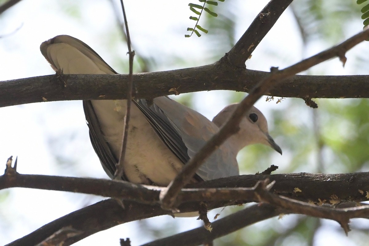 Tórtola Senegalesa - ML140848051