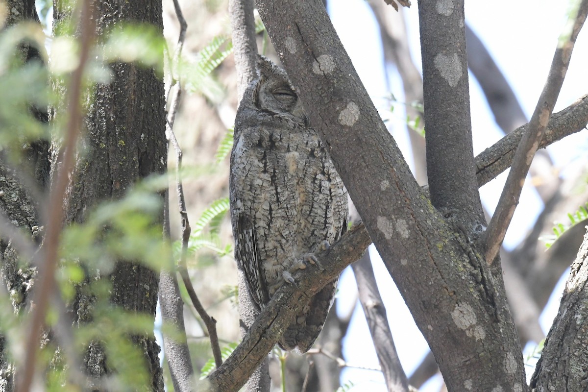 African Scops-Owl - ML140849841