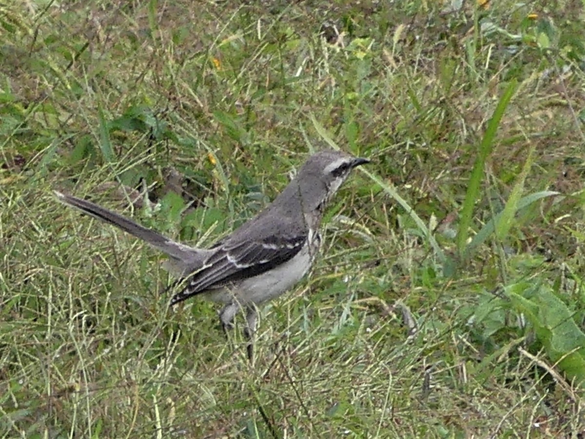 Tropical Mockingbird - ML140850481