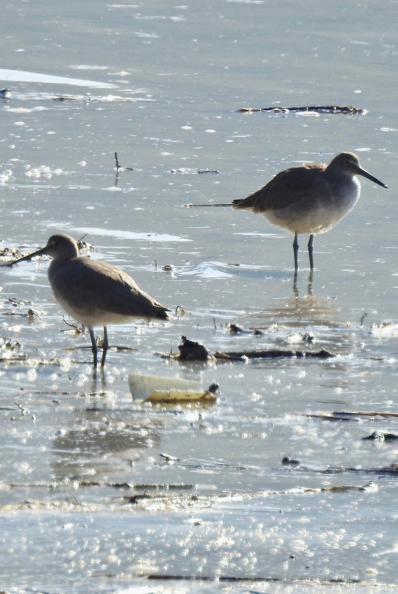 Willet (Western) - ML140855251