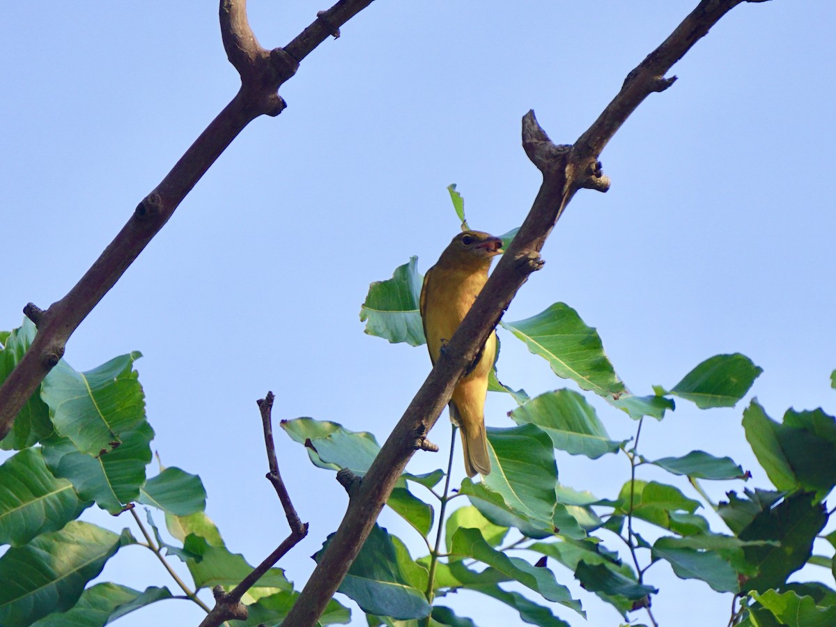 Summer Tanager - ML140855651