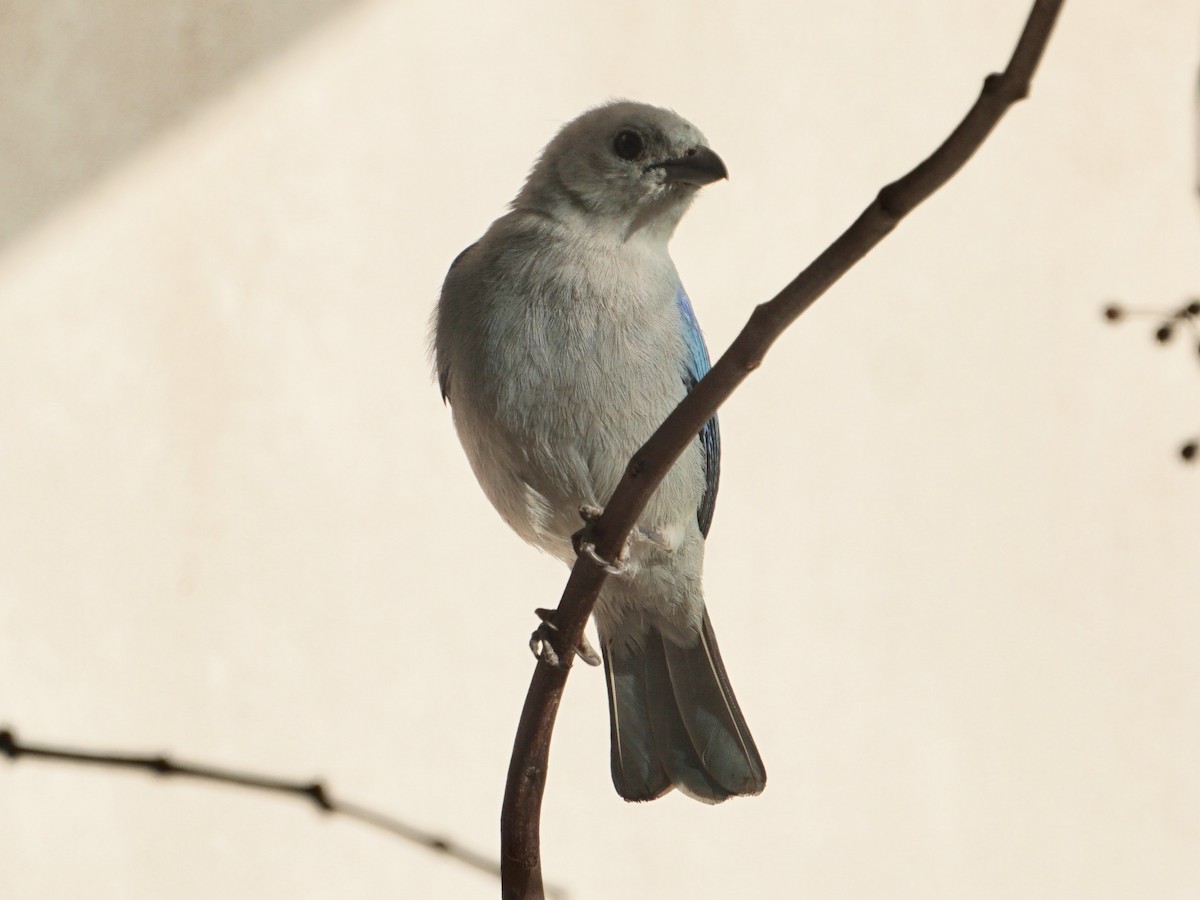 Blue-gray Tanager - Julia De La Fuente Caussin