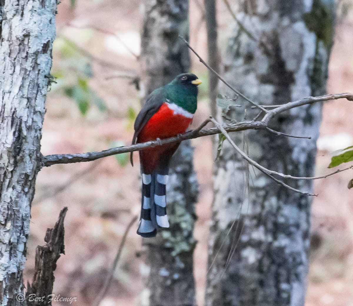 Bronzetrogon - ML140858271