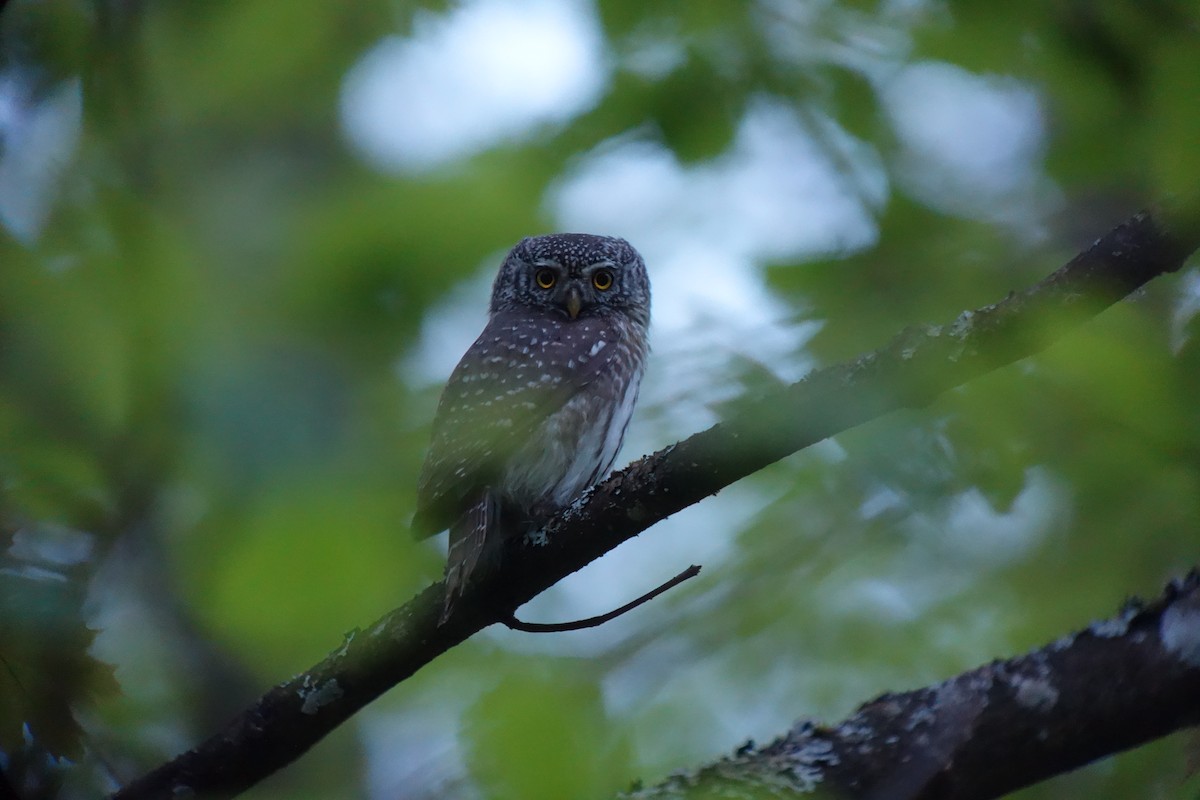 Eurasian Pygmy-Owl - ML140858501