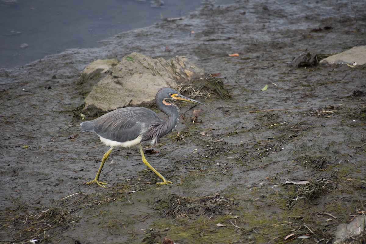 Tricolored Heron - Russell Allen