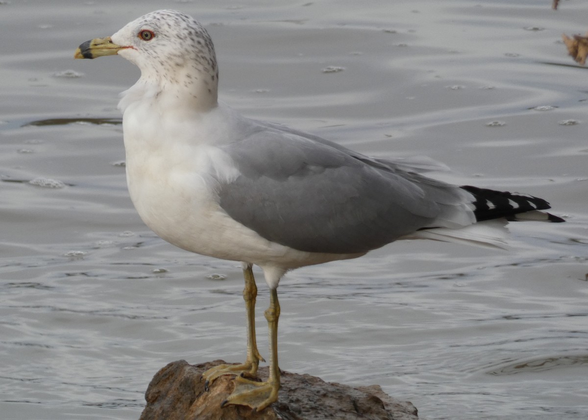 Ring-billed Gull - ML140858811