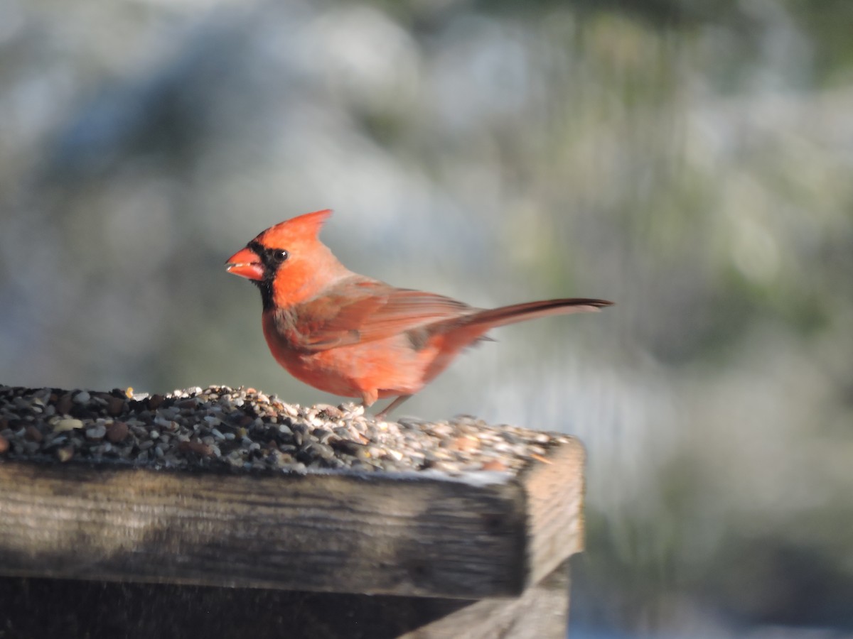 Cardenal Norteño - ML140858901