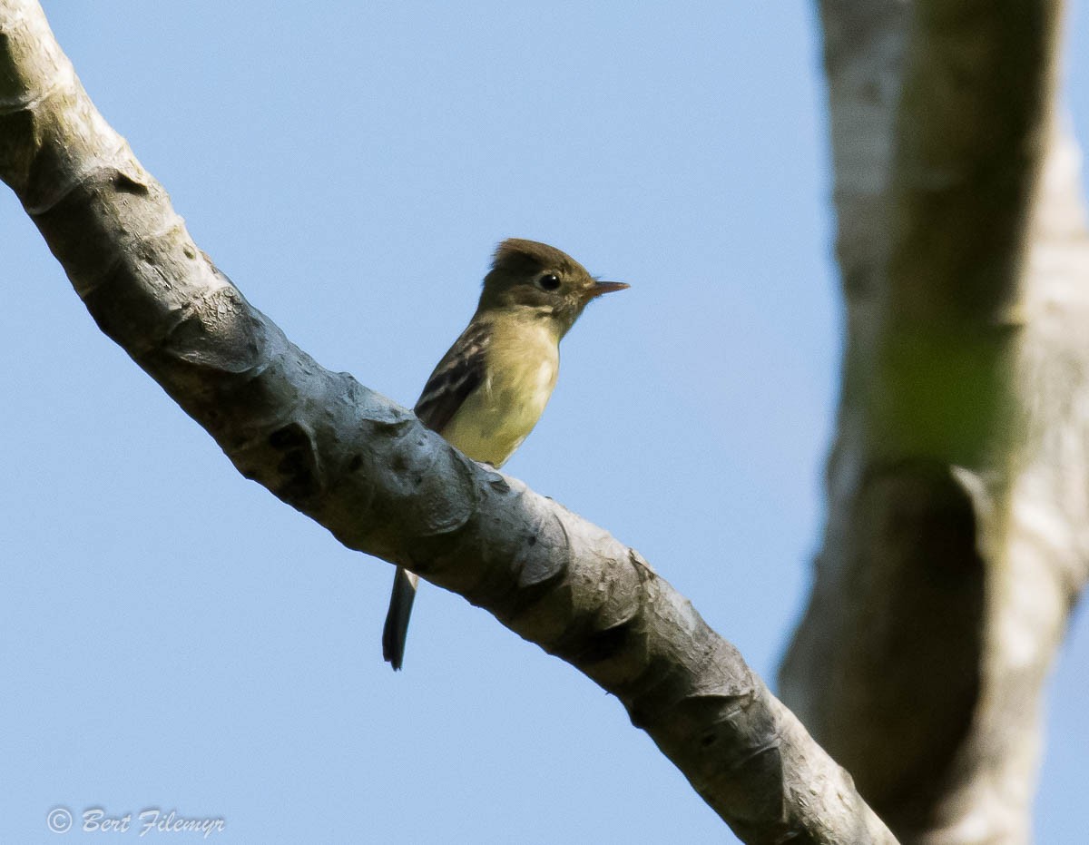 Mosquero sp. (Empidonax sp.) - ML140859011