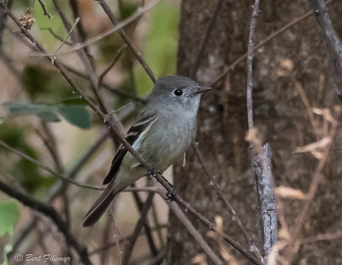 Hammond's Flycatcher - ML140859441