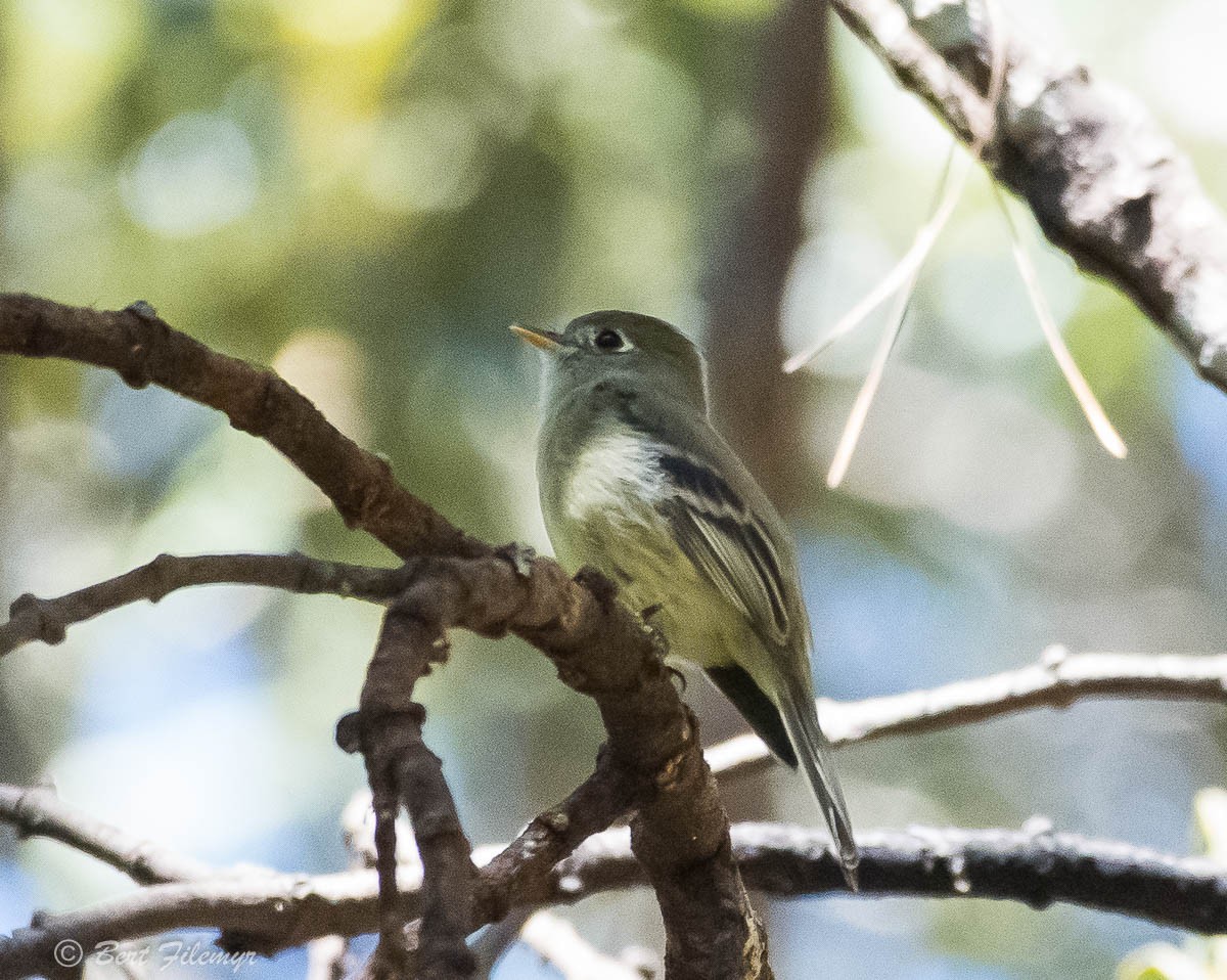 Pine Flycatcher - ML140859511