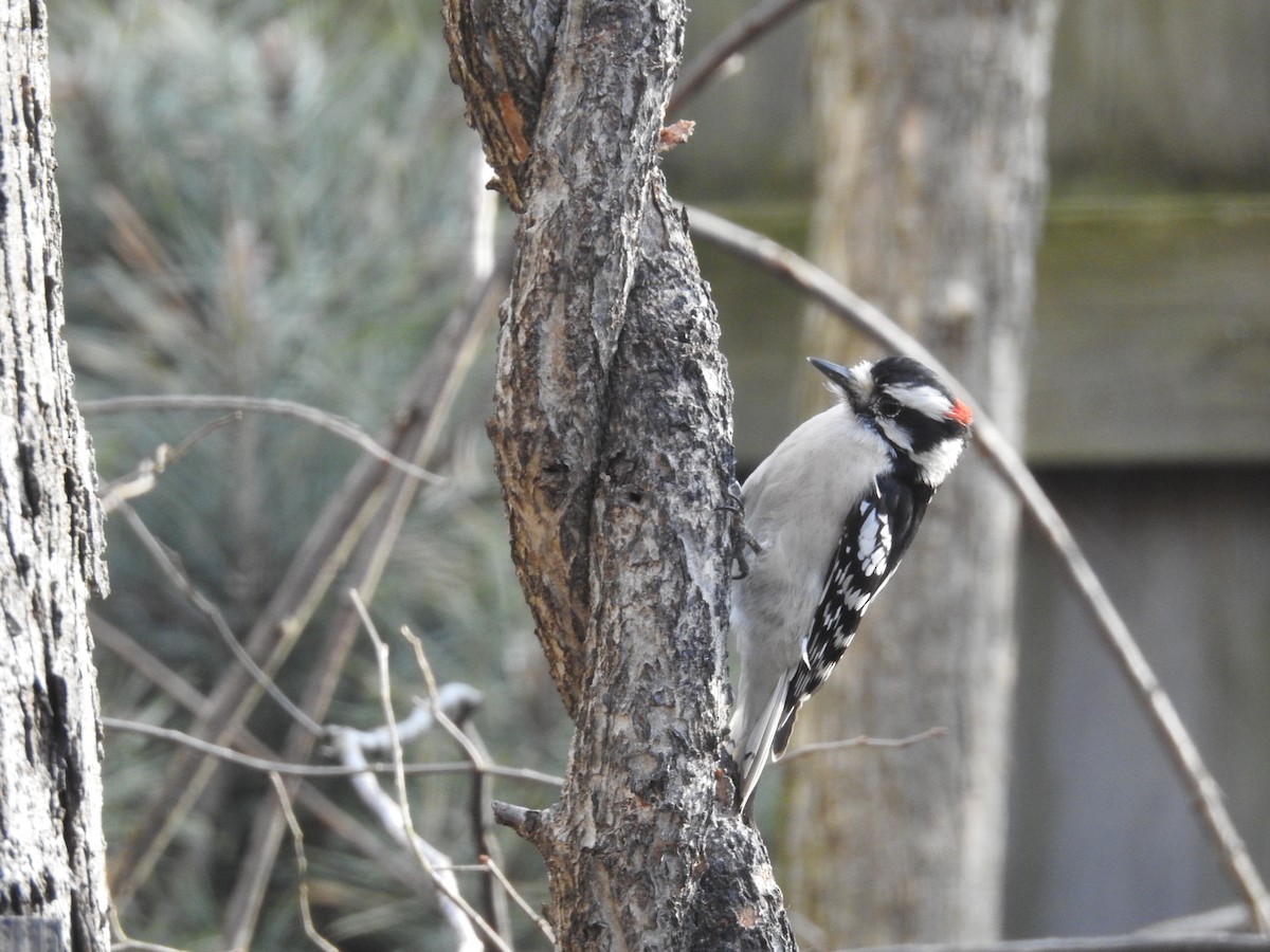 Downy Woodpecker - ML140859741