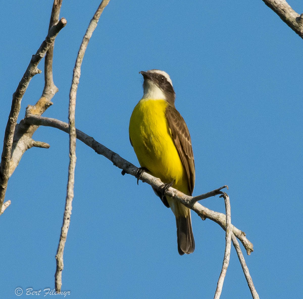 Social Flycatcher - ML140859881