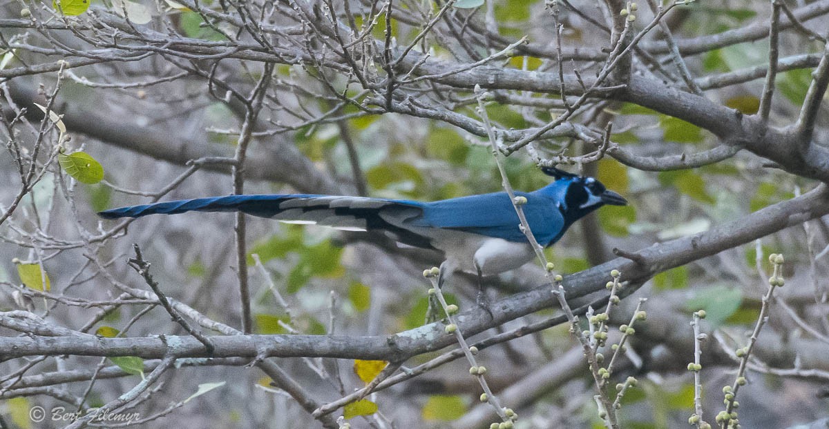 Black-throated Magpie-Jay - Bert Filemyr