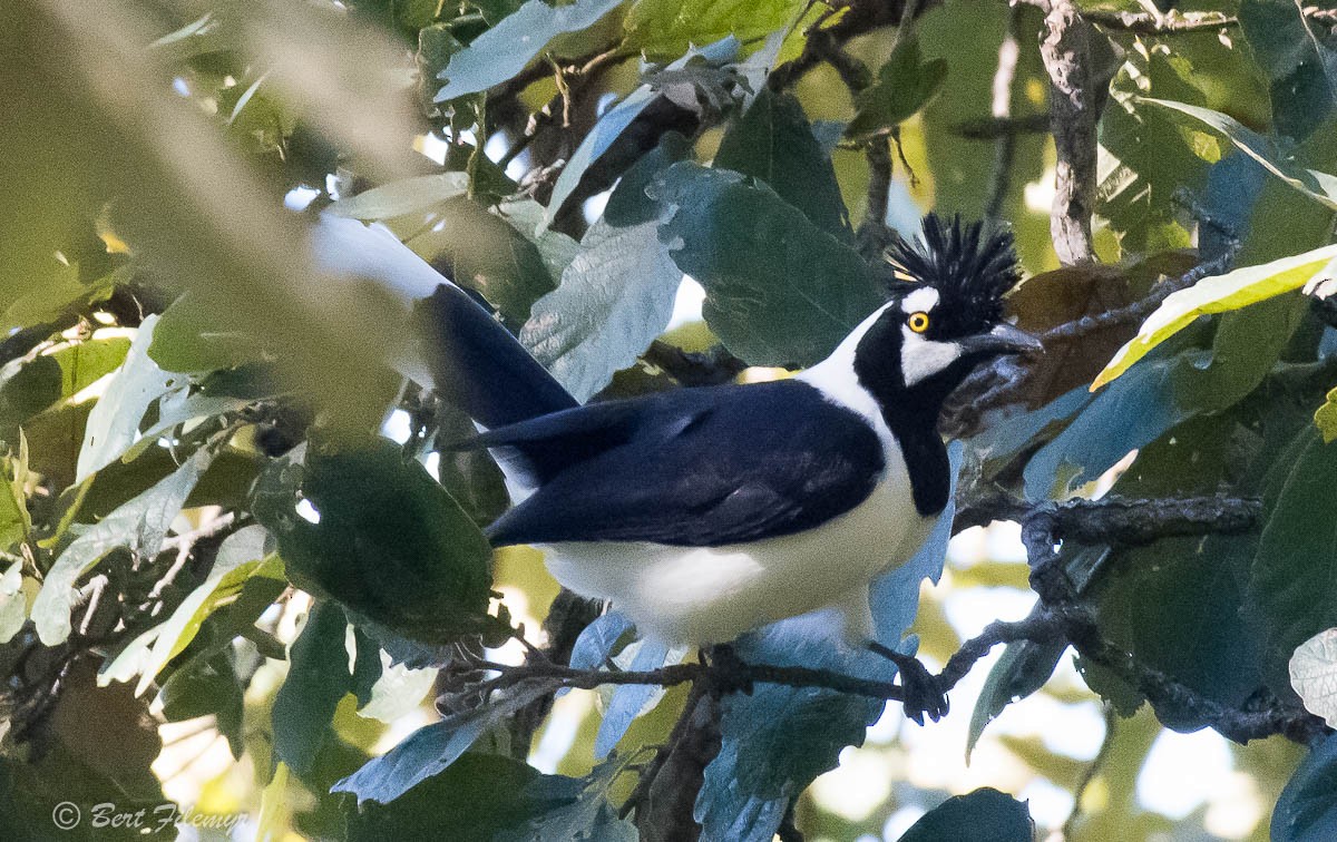 Tufted Jay - ML140861031