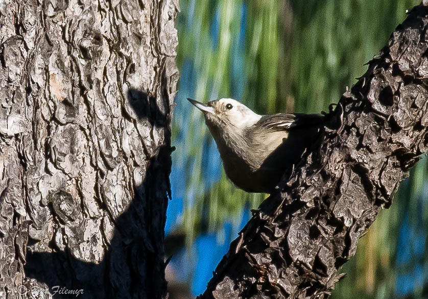 White-breasted Nuthatch - ML140861551