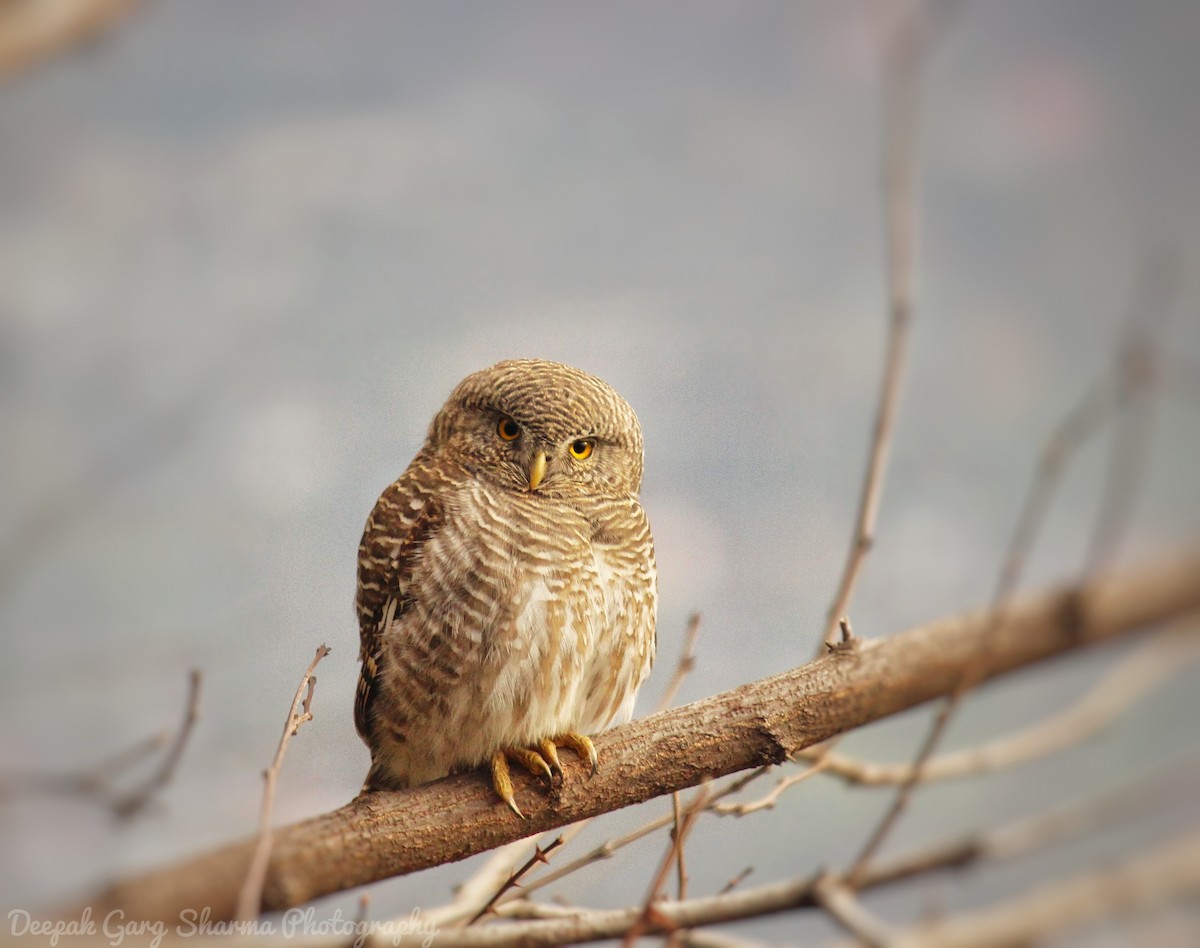 Asian Barred Owlet - DEEPAKGARG SHARMA