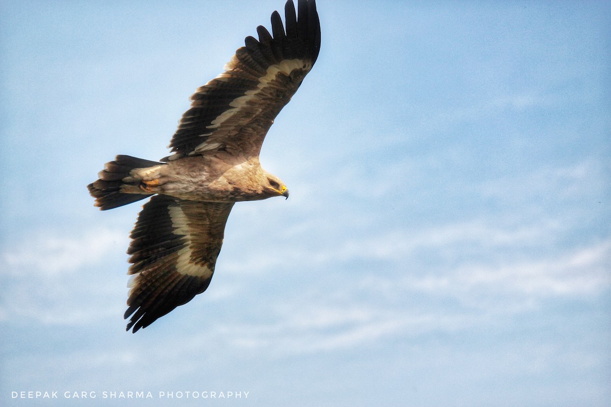 Steppe Eagle - ML140863801