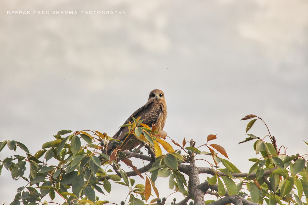 Black Kite - ML140863841