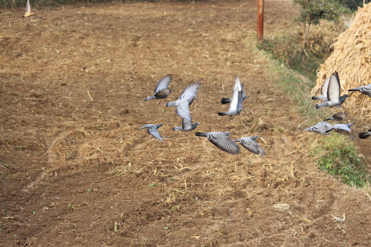 Rock Pigeon (Feral Pigeon) - ML140863881