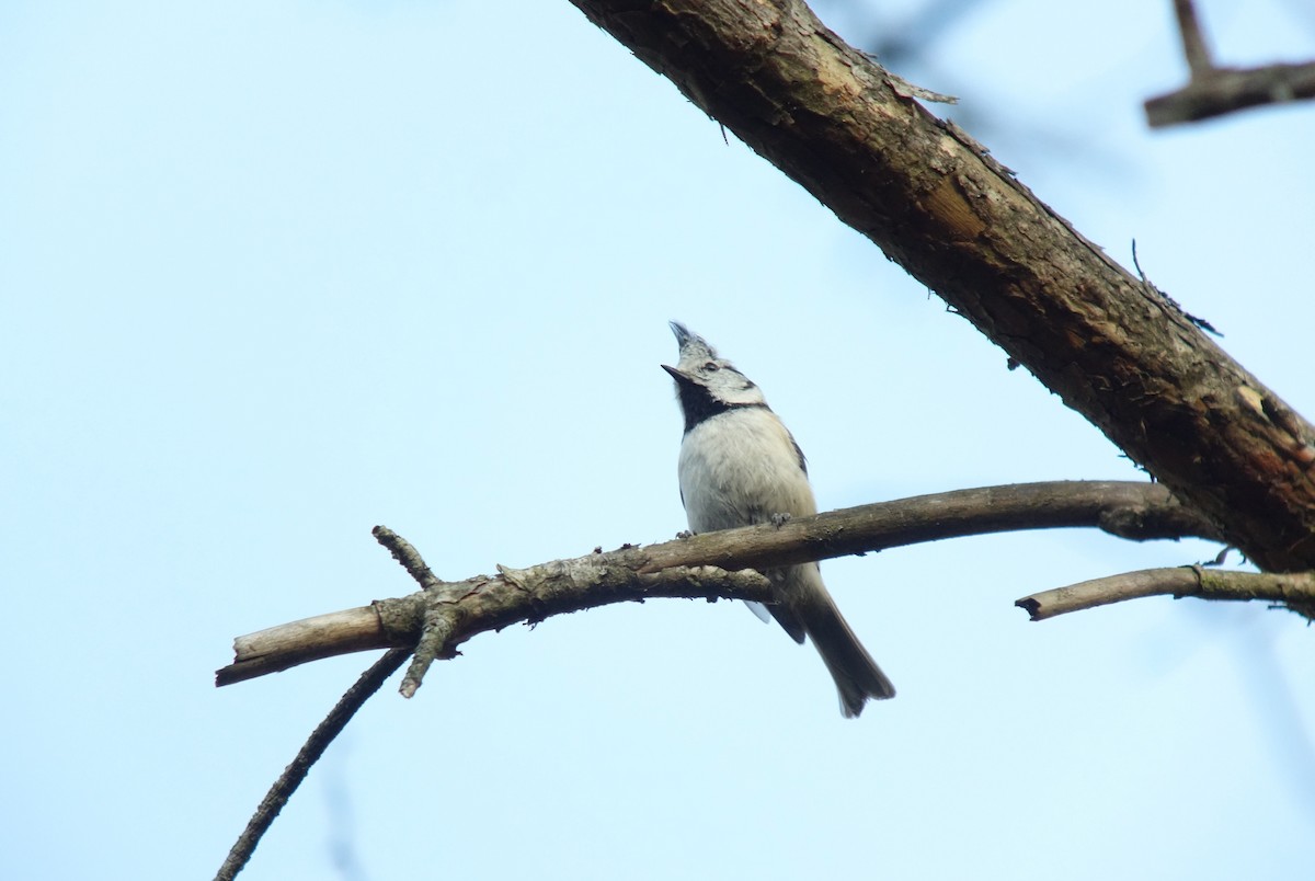 Crested Tit - ML140864051