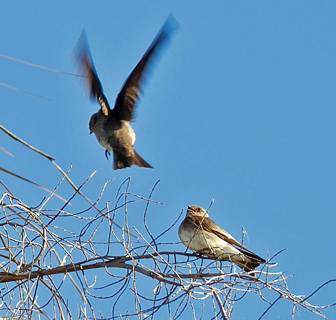 Golondrina Aserrada - ML140864771