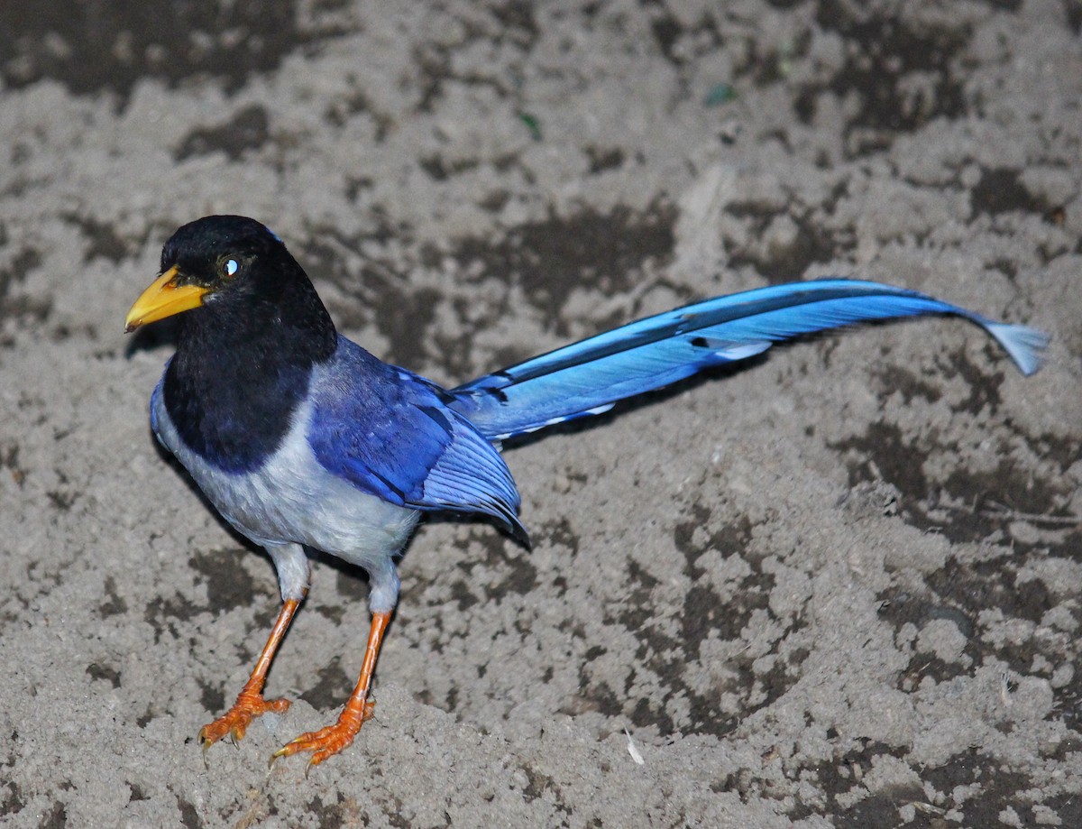 Yellow-billed Blue-Magpie - ML140865431