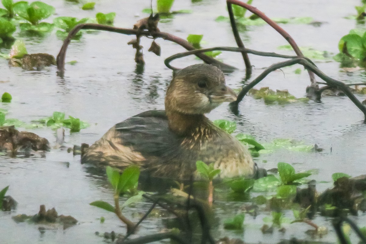 Pied-billed Grebe - ML140865661