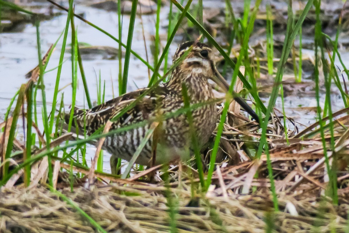 Wilson's Snipe - ML140865711