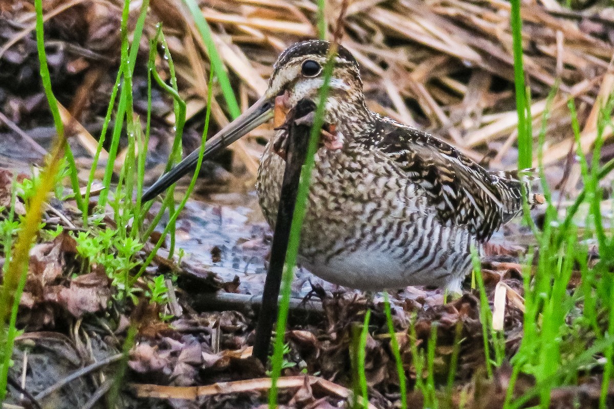 Wilson's Snipe - ML140865761