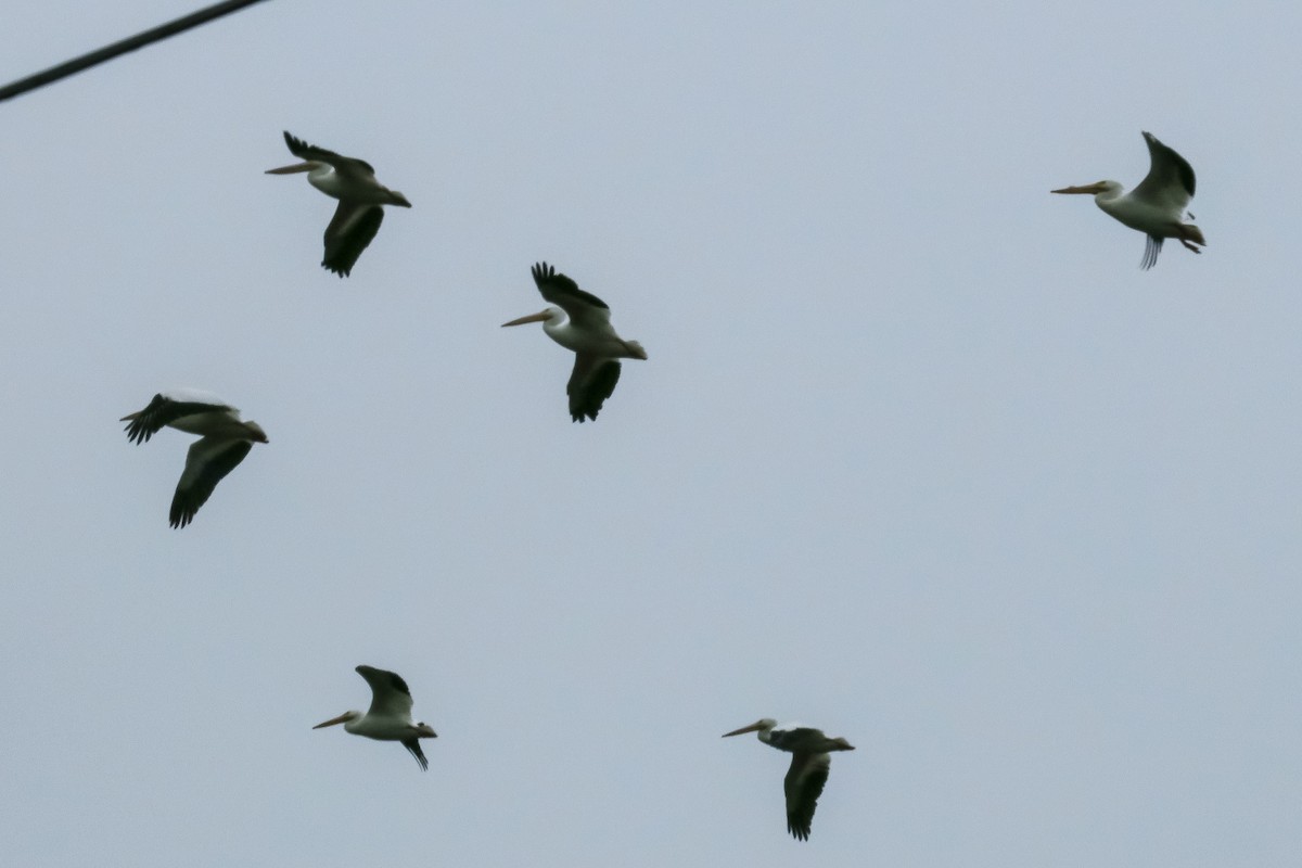 American White Pelican - ML140865781