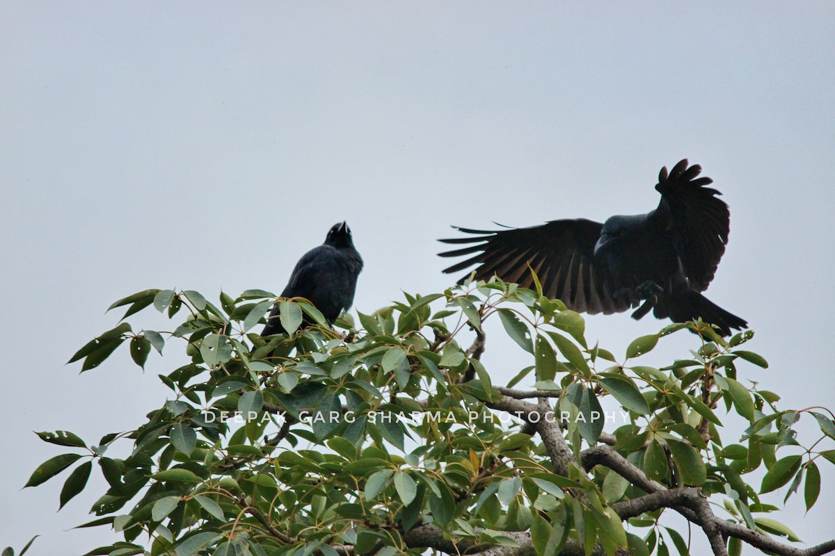 Large-billed Crow - ML140866041