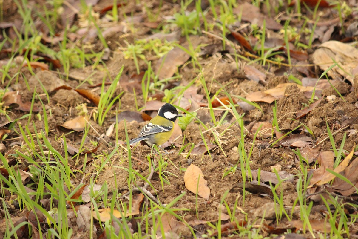 Green-backed Tit - ML140866261