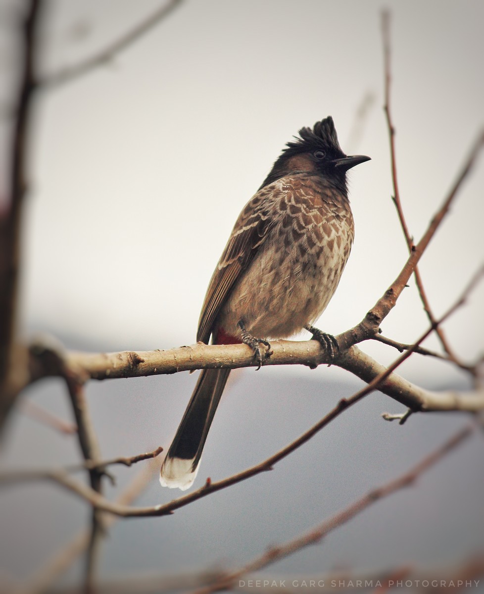 Red-vented Bulbul - ML140867161