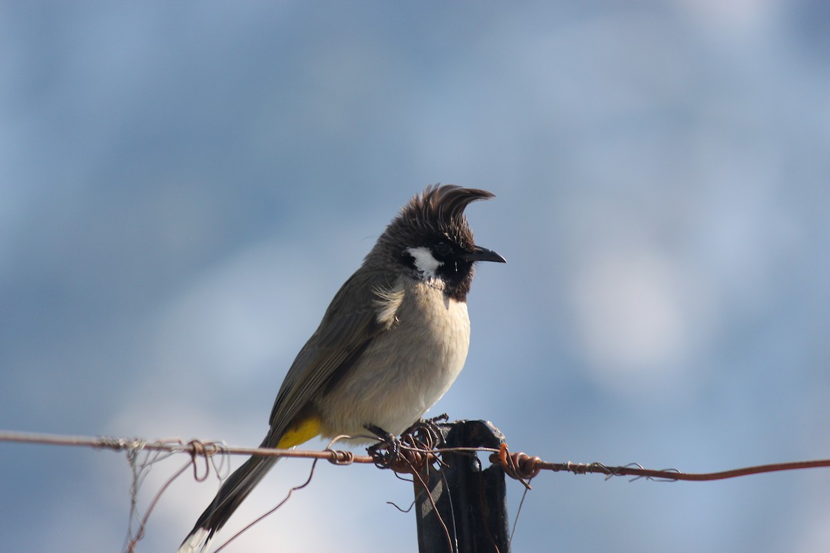 bulbul himálajský - ML140867381