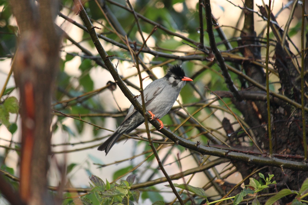 Black Bulbul - ML140867491