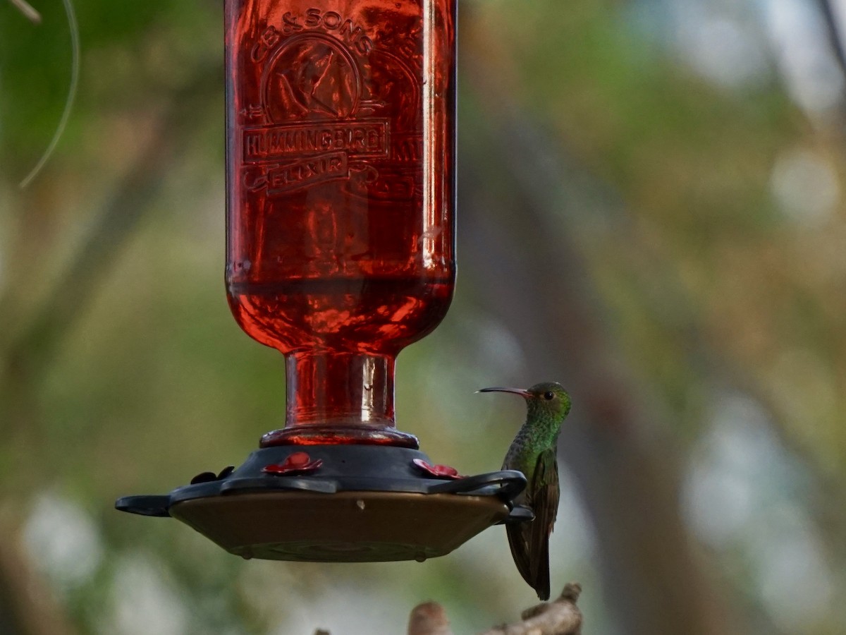Rufous-tailed Hummingbird - Julia De La Fuente Caussin