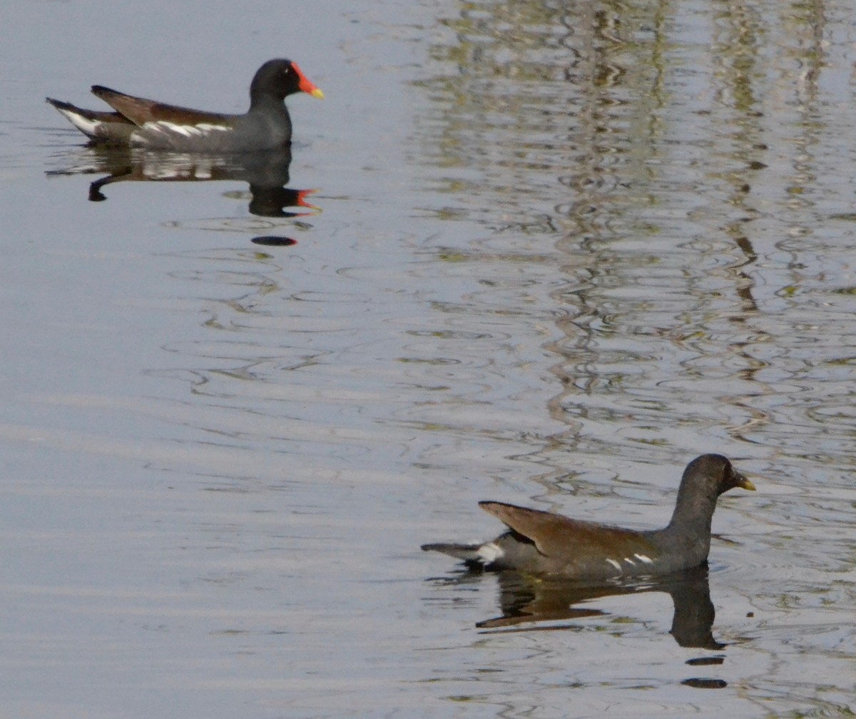 Gallinule d'Amérique - ML140869301