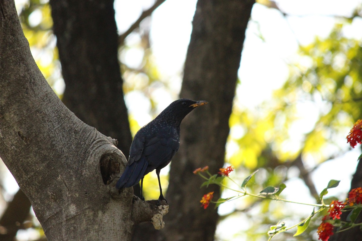 Blue Whistling-Thrush - ML140869511